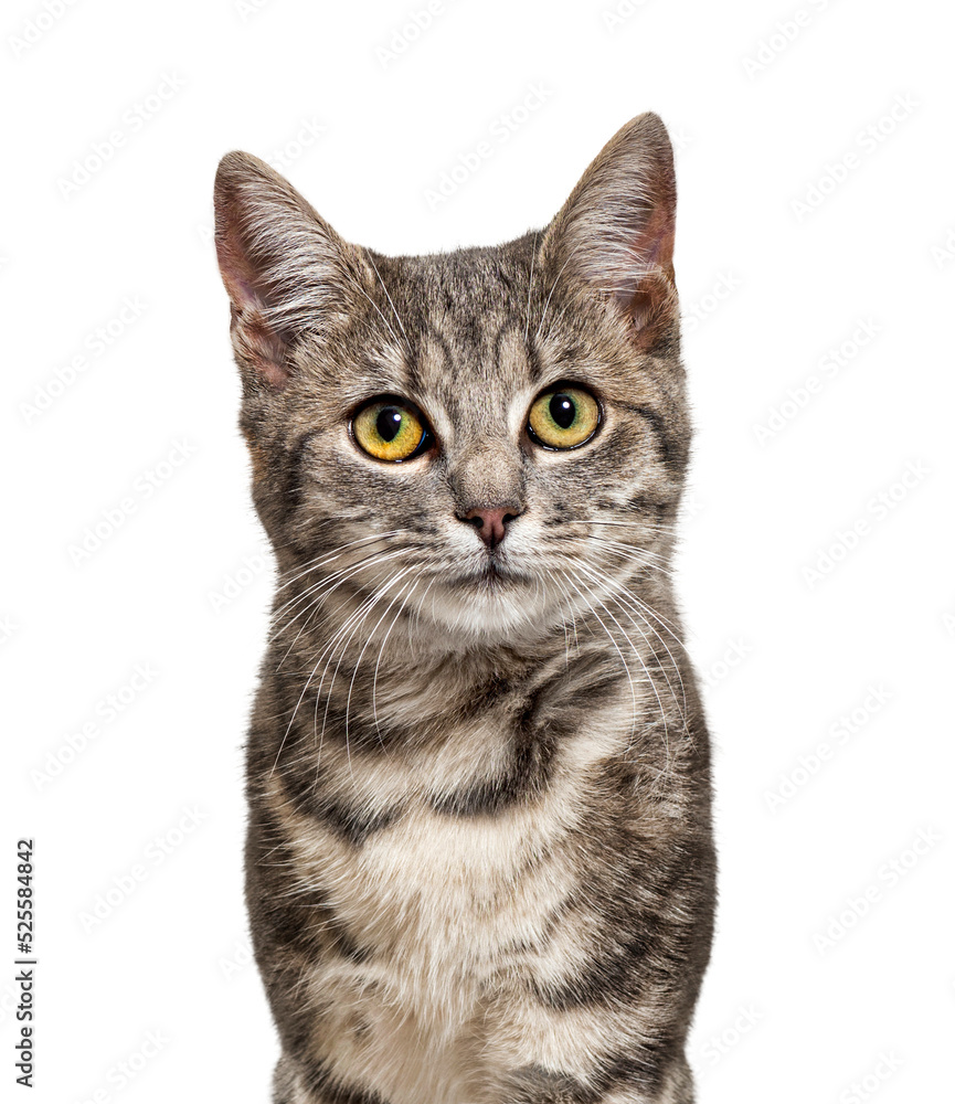 Head shot of a Grey stripped mixed-breed cat Head shot of a Grey stripped mixed-breed cat