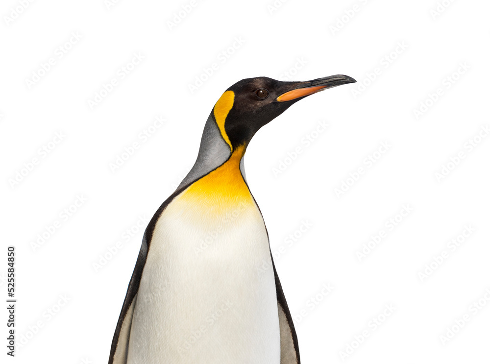 Obraz premium Head shot side view of a King penguin