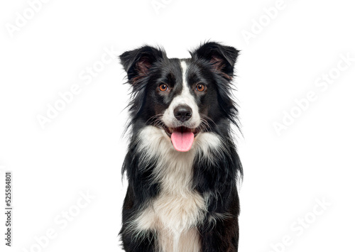 Valokuvatapetti Head shot of a black and white Border Collie, panting and looking at camera