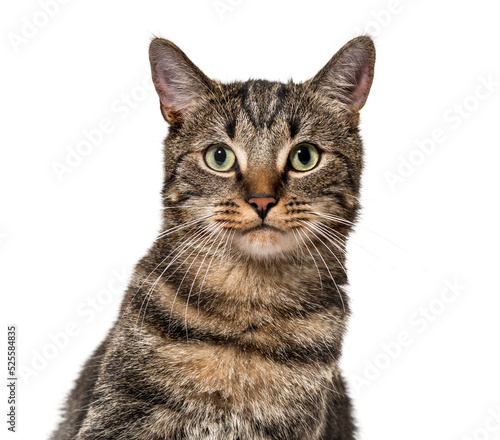 Head shot of a Grey stripped mixed-breed cat
