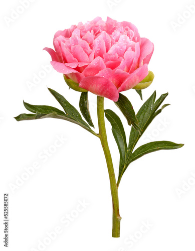 One double flower with water droplets, stem and leaves of a a pink peony (Paeonia lactiflora) against a white background