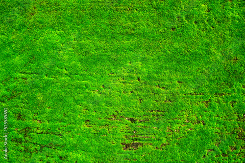 Moss background, Moss texture.  Green moss on grunge texture, background, Beautiful green moss close up.                       