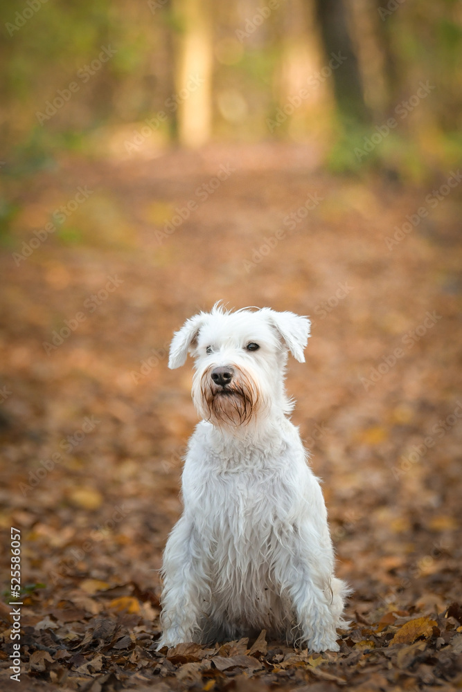 Schnauzer is standing in the forest. It is autumn portret. Schnauzer is standing in the forest. It is autumn portret.