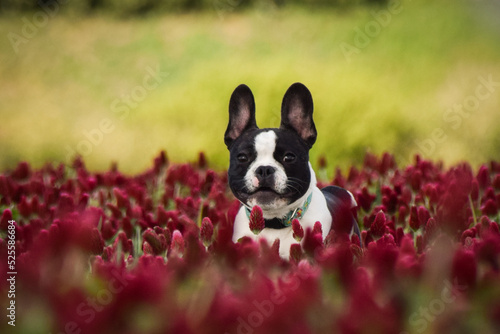 French buldog is standing in crimson clover. He has so funny face he is smilling © doda