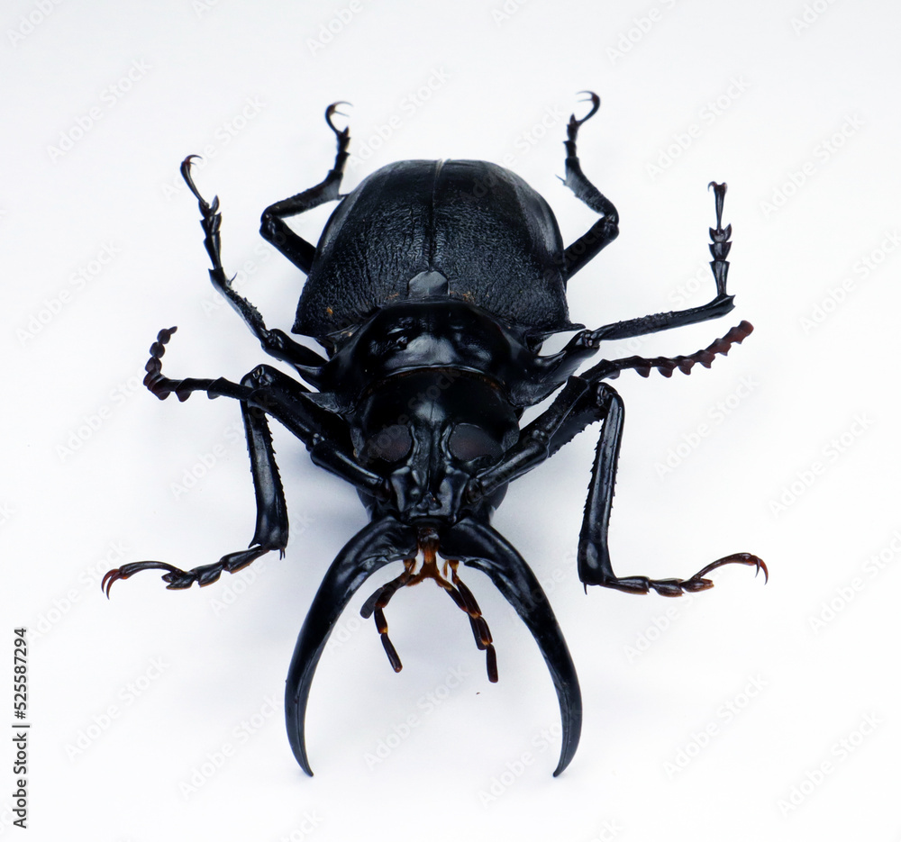 Beetle isolated on white. Giant longhorn beetle with giant jaws Dorysthenes walkeri macro close up. Collection beetles, cerambycidae, entomology, insects. Beetle isolated on white. Giant longhorn beetle with giant jaws Dorysthenes walkeri macro close up. Collection beetles, cerambycidae, entomology, insects.