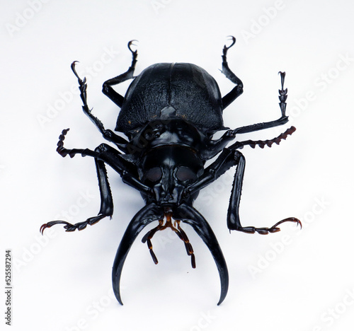 Beetle isolated on white. Giant longhorn beetle with giant jaws Dorysthenes walkeri macro close up. Collection beetles, cerambycidae, entomology, insects. © Dmitry