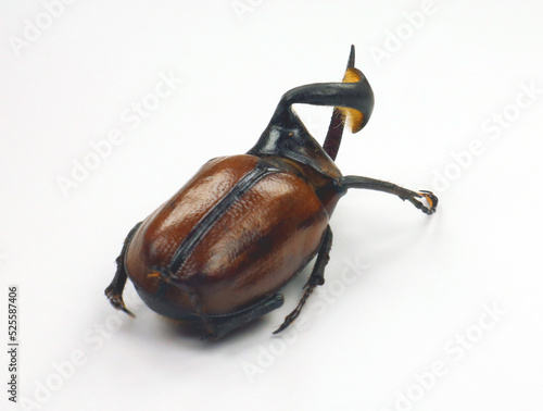 Beetle freak isolated on white. Rhinoceros beetle horn twisted Golofa xiximeca close up, collection beetles, dynastidae, coleoptera, insect