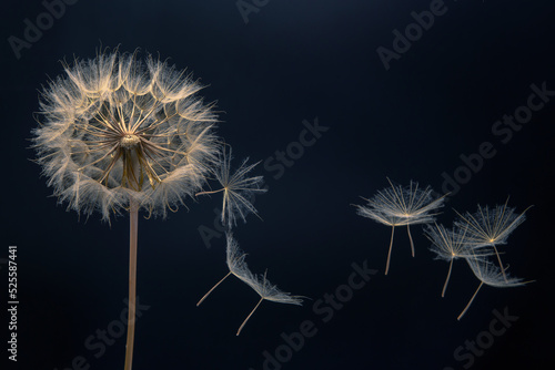 dandelion seeds fly from a flower on a dark background. botany and bloom growth propagation.