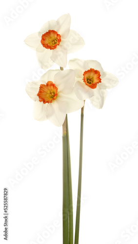 Принти на полотні Three stems and flowers of the small-cup daffodil cultivar Pink Rim against a wh