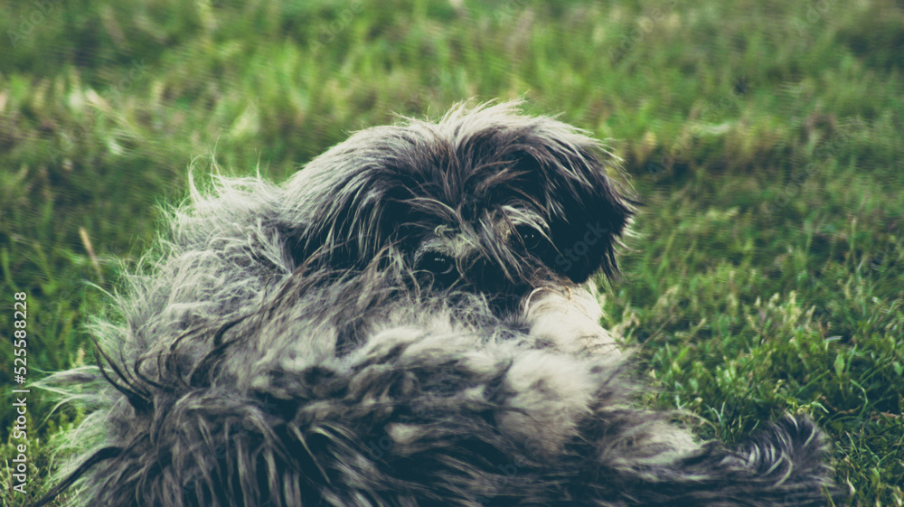 Fototapeta premium Cute street dog