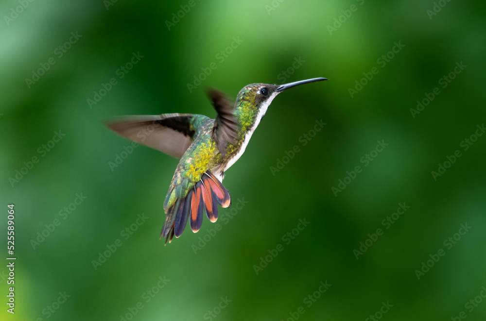 Fototapeta premium Tropical hummingbird hovering in the rainforest with her orange tail flared.