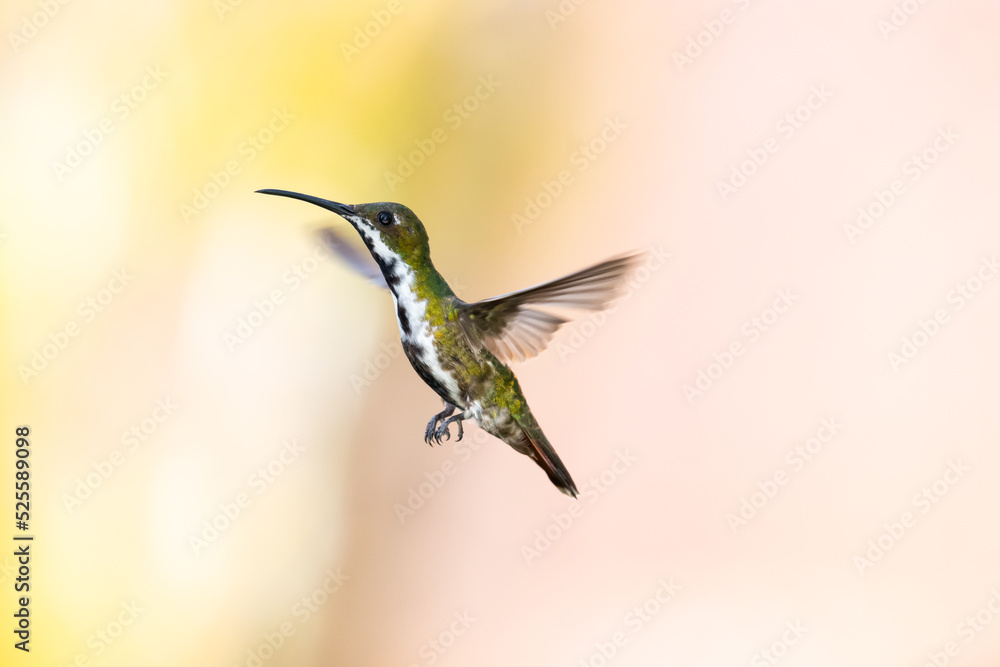 Fototapeta premium Tropical hummingbird hovering in the air with a pastel colored background.