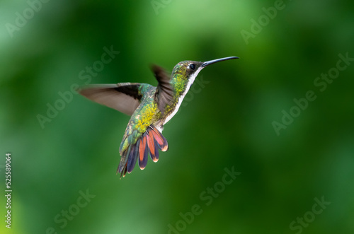 Tropical hummingbird hovering in the rainforest with her orange tail flared.