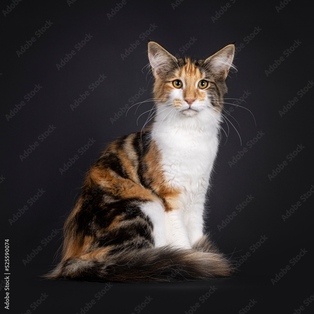 Excellent tortie Maine Coon cat kitten, sitting side ways with tail around body. Looking towards camera. Isolated on a black background.