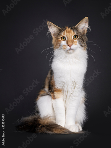 Fototapeta Naklejka Na Ścianę i Meble -  Excellent tortie Maine Coon cat kitten, sitting facing front with tail around body. Looking towards camera. Isolated on a black background.