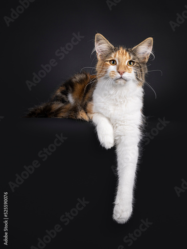 Excellent tortie Maine Coon cat kitten, laying down side ways with front paws hanging down from edge. Looking towards camera. Isolated on a black background.