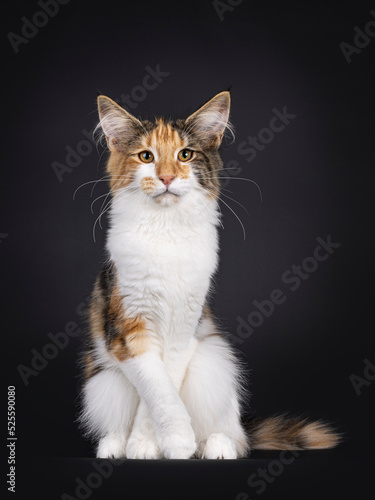 Fototapeta Naklejka Na Ścianę i Meble -  Excellent tortie Maine Coon cat kitten, sitting facing front with front paws crossed like needs to pee. Looking towards camera. Isolated on a black background.