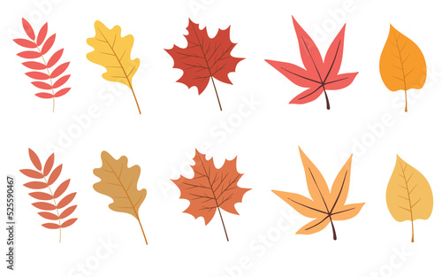 Set of colorful autumn leaves. Vector illustration isolated on white background.