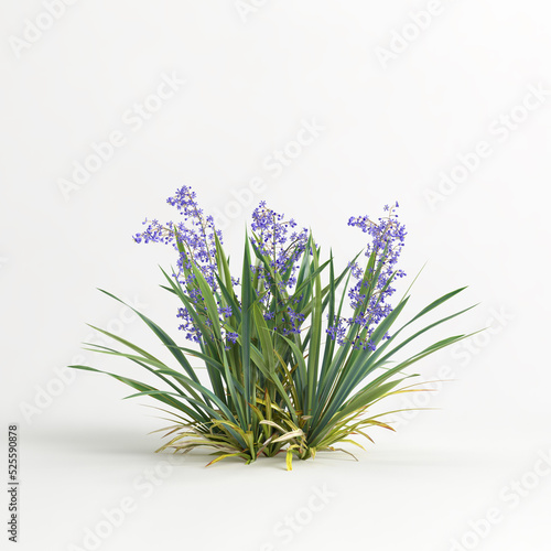 3d illustration of dianella caerulea bush isolated on white background