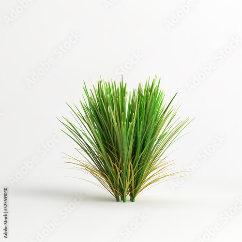 3d illustration of Lomandra lime tuff bush isolated on white background