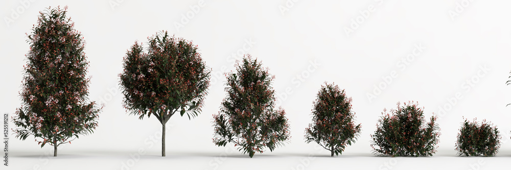 3d illustration of set photinia fraseri red bush isolated on white background