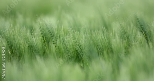 Wallpaper Mural Green field of barley ripples in the summer breeze, shallow focus, Agriculture concept Torontodigital.ca