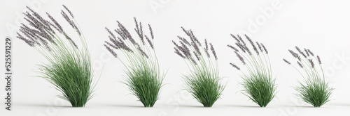 3d illustration of set molinia caerulea grass isolated on white background photo