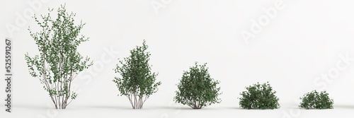 3d illustration of set betula pumila tree isolated on white background