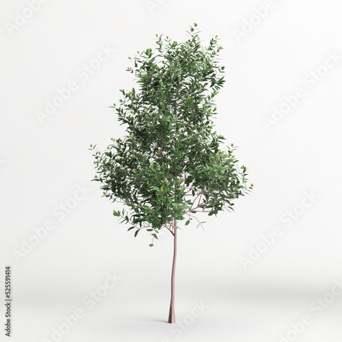 3d illustration of Pittosporum Eugenioides tree isolated on white background