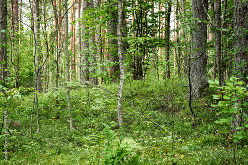 Green forest growth trees in dense green grass environment © Marija Crow