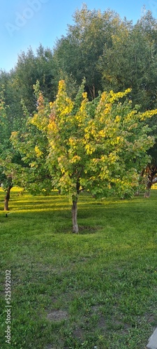 Fototapeta Naklejka Na Ścianę i Meble -  Apple tree in Astana