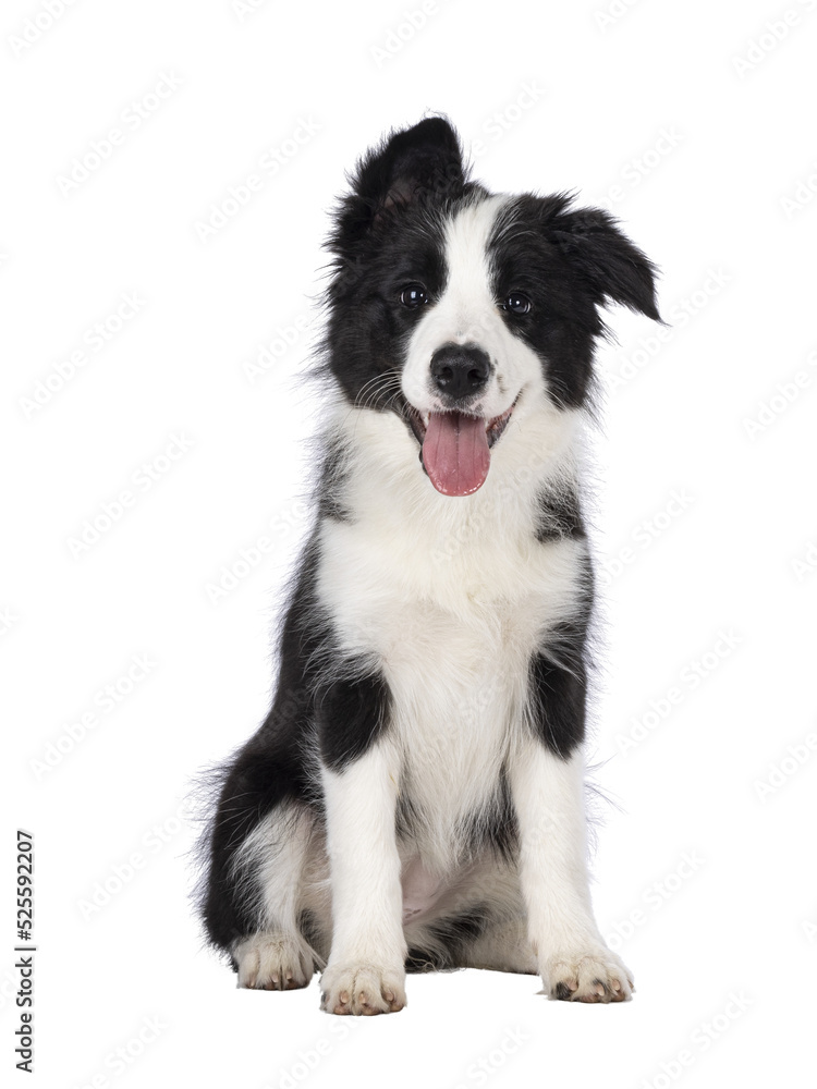 Super adorable typical black with white Border Colie dog pup, sitting up facing front. Looking towards camera with the sweetest eyes. Pink tongue out panting. Isolated on a transparent
 background. - obrazy, fototapety, plakaty 