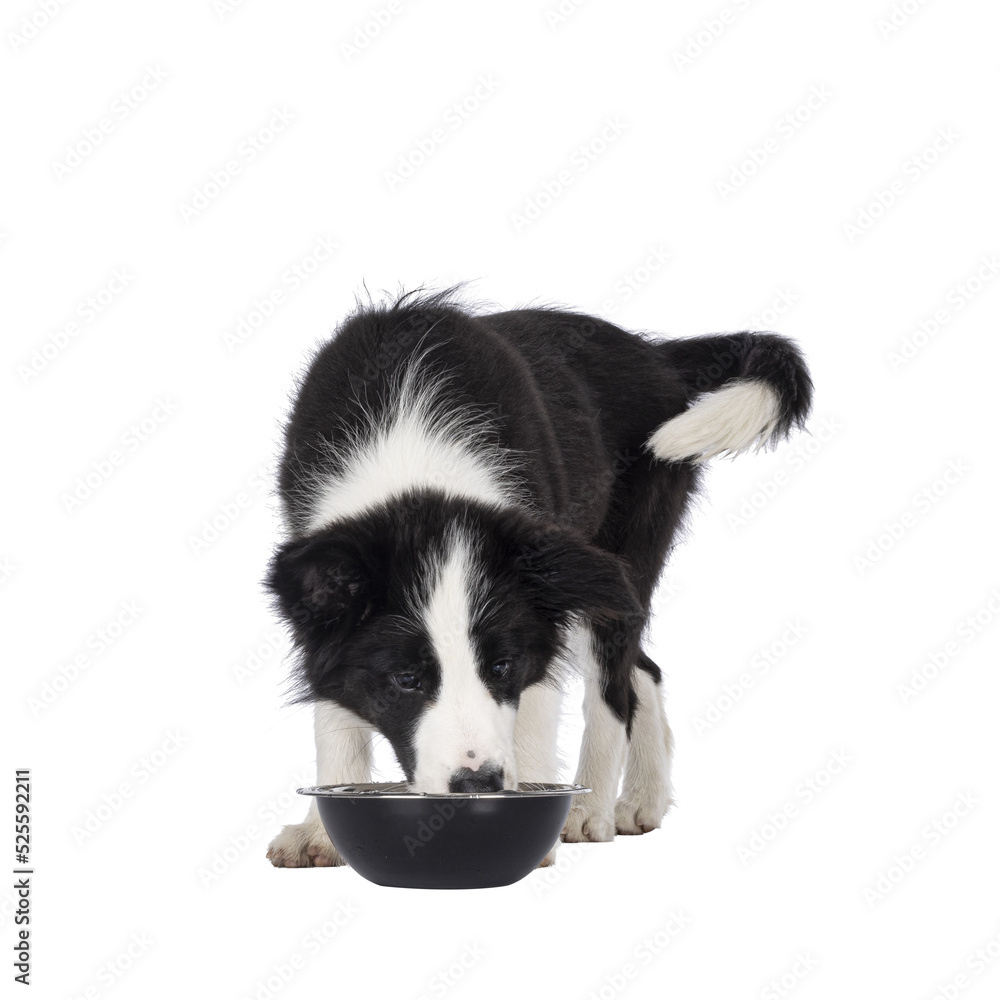 Obraz premium Super adorable typical black with white Border Colie dog pup, standing facing front, eating or drinking from metal bowl. Looking in to bowl. Isolated on a transparent background.