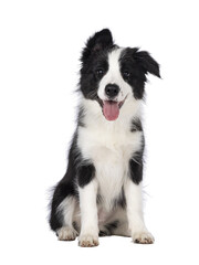 Super adorable typical black with white Border Colie dog pup, sitting up facing front. Looking towards camera with the sweetest eyes. Pink tongue out panting. Isolated on a transparent
 background.