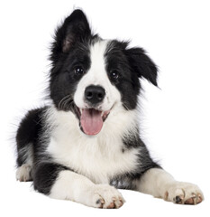 Super adorable typical black with white Border Colie dog pup, laying down facing front. Looking towards camera with the sweetest eyes. Pink tongue out panting. Isolated on a transparent background.