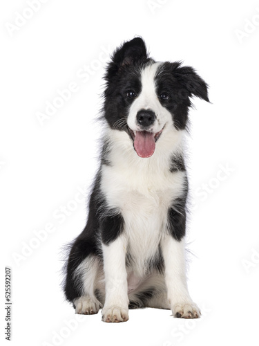 Fotobehang Super adorable typical black with white Border Colie dog pup, sitting up facing front