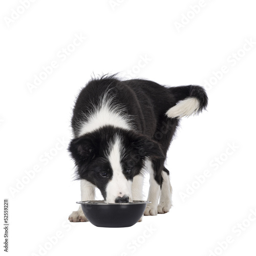 Super adorable typical black with white Border Colie dog pup, standing facing front, eating or drinking from metal bowl. Looking in to bowl. Isolated on a transparent background.