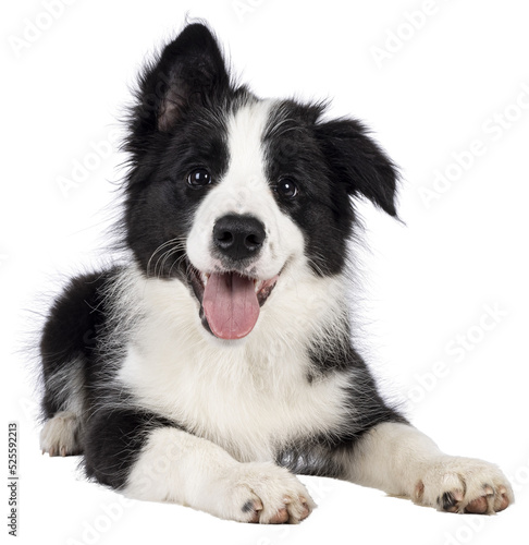 Foto Super adorable typical black with white Border Colie dog pup, laying down facing front