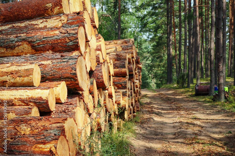 Tree logs and stumps with bark lie stacked in a forest after being cut Tree logs and stumps with bark lie stacked in a forest after being cut