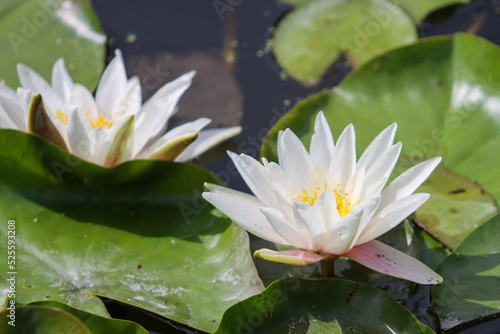 white water lily