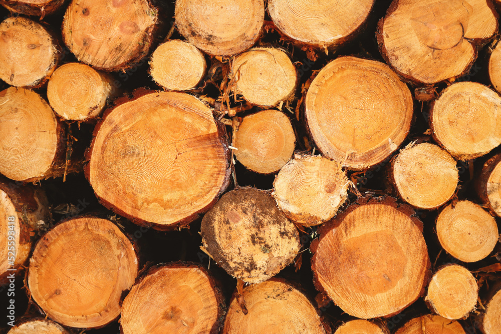 Close up of cut tree trunks of various diameters lying stacked Close up of cut tree trunks of various diameters lying stacked