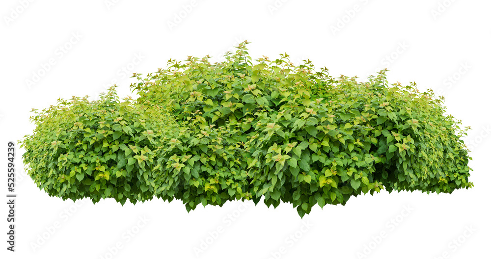 Obraz premium bush isolated transparency background.
