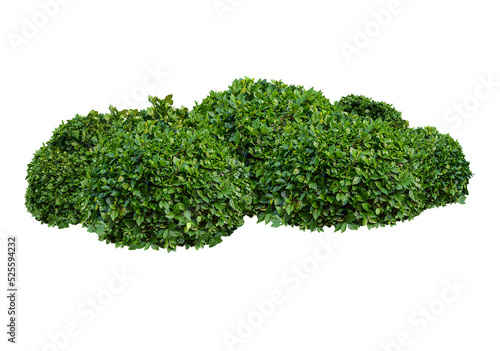 bush isolated transparency background.