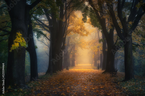 Foggy, autumn alley of George Washington in Krakow. Mglista, jesienna aleja Jerzego Waszyngtona w Krakowie z pięknym światłem i żółtymi liśćmi. 