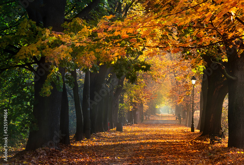 Autumn and sunny alley of George Washington in Krakow. Mglista, jesienna aleja Jerzego Waszyngtona w Krakowie z pięknym światłem i żółtymi liśćmi. photo