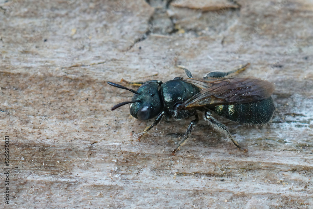 Detailed closeup on a small green metallic carpenter bee, Ceratina cyanea Detailed closeup on a small green metallic carpenter bee, Ceratina cyanea
