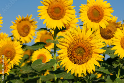 yellow flowers  agricultural products. photos of sunflowers.