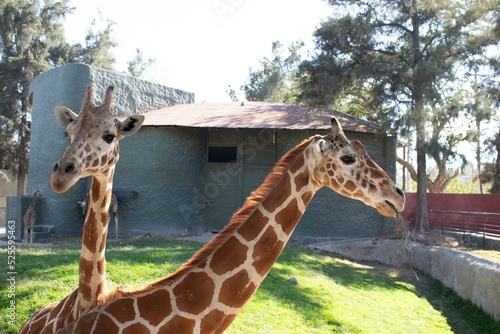 Photography portrait of a giraffe