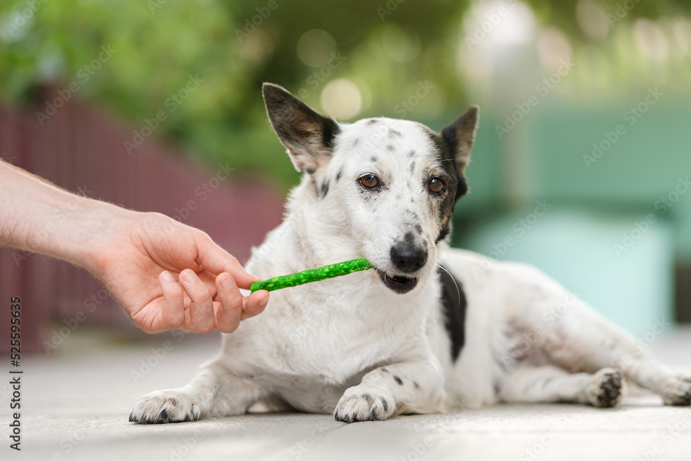 Close up shot of man's hand giving green snack treat to a small black and white dog. Dog is looking at the camera. Close up shot of man's hand giving green snack treat to a small black and white dog. Dog is looking at the camera.