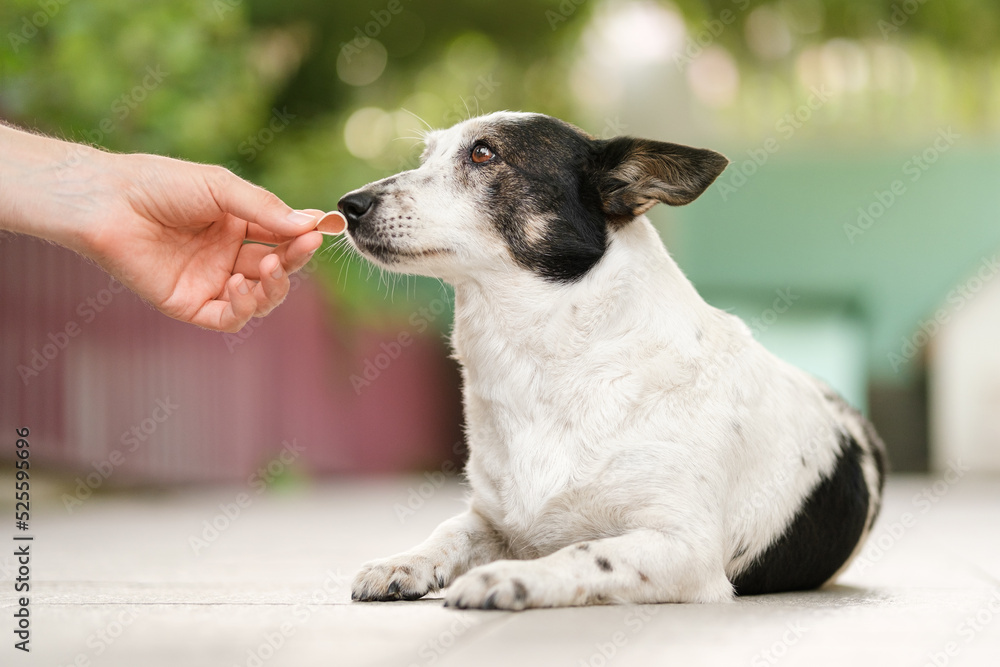 Cute black and white mongrel dog is given treat in a shape of a steak by her owner. Cute black and white mongrel dog is given treat in a shape of a steak by her owner.
